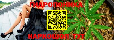 стаф Гай